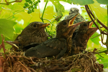 Blackbird nest with mother and chicks