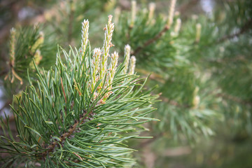 green plants beauty of nature