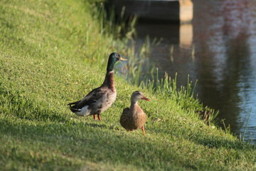 Florida Birds