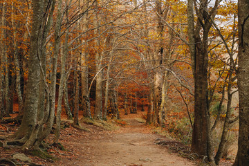 Autumn forest with a path in the middle and colourful leaves in the ground and in the trees  