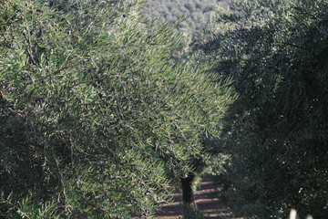 olive trees full of olives, harvest to made extra vergine olive oil in Andalucia south Spain.