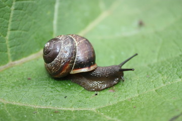 A horned snail has emerged from its shell and is crawling on a green leaf.