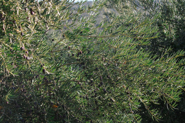 olive trees full of olives, harvest to made extra vergine olive oil in Andalucia south Spain.