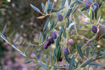 olive trees full of olives, harvest to made extra vergine olive oil in Andalucia south Spain.