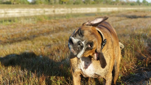 dog makes funny faces in autumn wetland