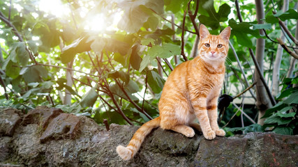 wild red cat sitting on a stone and looking into the camera, copyspace
