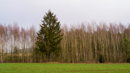 Wzgórza Sokólskie - Podlaska wieś - Krajobraz Podlasia, Polska © podlaski49