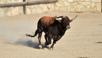 toro en españa