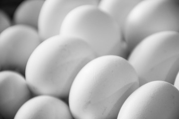 Conjunto de huevos blancos de gallina amontonados