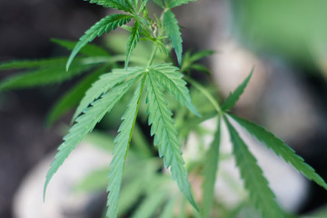 Cannabis Leaves on Marijuana Plant, Concept breeding of marijuana. Beautiful background of green cannabis flowers. A place for copy space