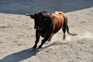 un fuerte toro con grandes cuernos en una plaza de toros