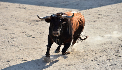 toro en españa
