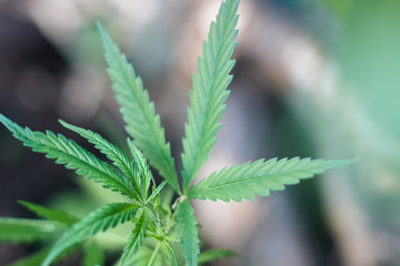 Cannabis Leaves on Marijuana Plant, Concept breeding of marijuana. Beautiful background of green cannabis flowers. A place for copy space