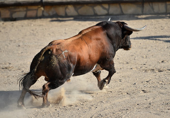 toro en españa