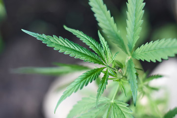 Cannabis Leaves on Marijuana Plant, Concept breeding of marijuana. Beautiful background of green cannabis flowers. A place for copy space