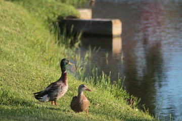 Nature Walk