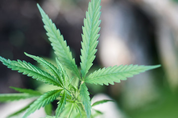 Cannabis Leaves on Marijuana Plant, Concept breeding of marijuana. Beautiful background of green cannabis flowers. A place for copy space