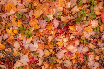 rainy autumn leaves background