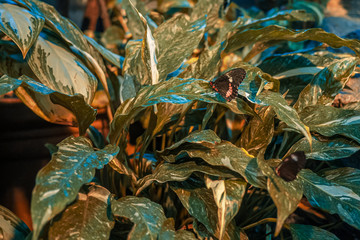 tropical green leaves