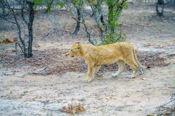 young lions in kruger national park, mpumalanga, south africa 19