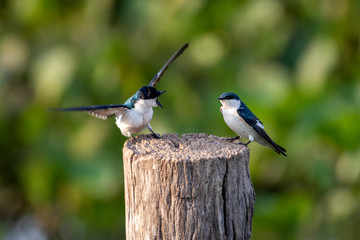 Eine junge Weissflügelschwalbe bettelt um Futter