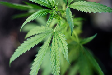 Cannabis Leaves on Marijuana Plant, Concept breeding of marijuana. Beautiful background of green cannabis flowers. A place for copy space