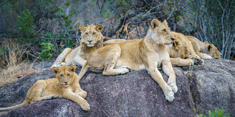 lions posing on a rock in kruger national park, mpumalanga, south africa 5