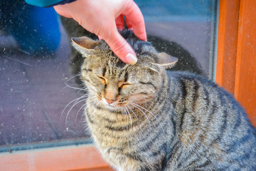 The hand that strokes the cat