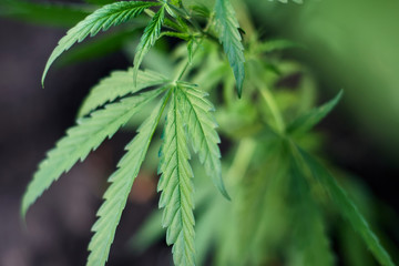 Cannabis Leaves on Marijuana Plant, Concept breeding of marijuana. Beautiful background of green cannabis flowers. A place for copy space