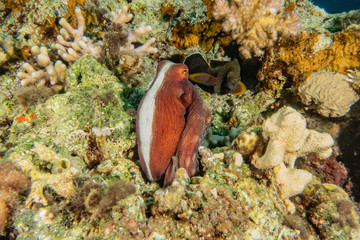 Octopus king of camouflage in the Red Sea, eilat israel 