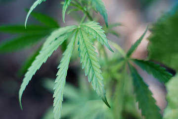 Cannabis Leaves on Marijuana Plant, Concept breeding of marijuana. Beautiful background of green cannabis flowers. A place for copy space