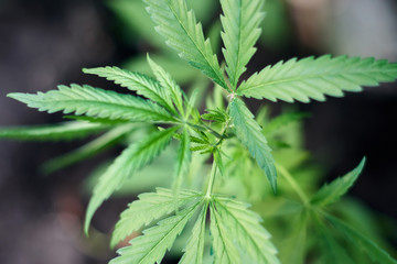 Cannabis Leaves on Marijuana Plant, Concept breeding of marijuana. Beautiful background of green cannabis flowers. A place for copy space