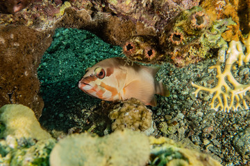 Fish swim in the Red Sea, colorful fish, Eilat Israel