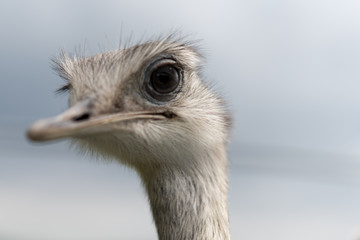 Close up of a white and grey Ostrich Head with large black eyes
