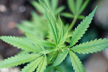 Cannabis Leaves on Marijuana Plant, Concept breeding of marijuana. Beautiful background of green cannabis flowers. A place for copy space