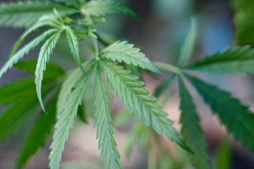 Cannabis Leaves on Marijuana Plant, Concept breeding of marijuana. Beautiful background of green cannabis flowers. A place for copy space