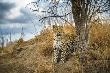 leopard in kruger national park, mpumalanga, south africa 169 © Christian B.