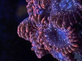 coral on blue background