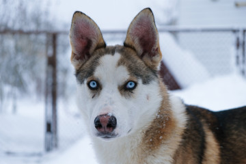 Mixed breed dog on snow background near home in Ukraine. The dog has light blue eyes of a husky....