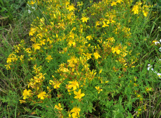 In the wild bloom Hypericum perforatum
