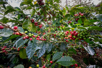 Coffee bushes on the plantation. Villa Rica, Peru.