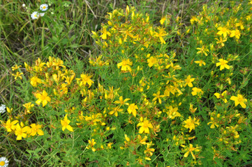 Obraz premium In the wild bloom Hypericum perforatum