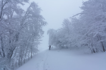 A fairy-tale white winter in a charming Carpathian forest with trees covered with lots of snow.