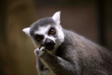Lemur Nibbling