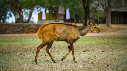 little antelope in kruger national park, mpumalanga, south africa 20