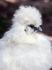 Portrait of a Silkie Chicken