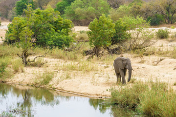 Naklejka na ściany i meble elephant in kruger national park, mpumalanga, south africa 4