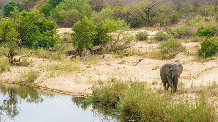 Naklejka na ściany i meble elephant in kruger national park, mpumalanga, south africa 9