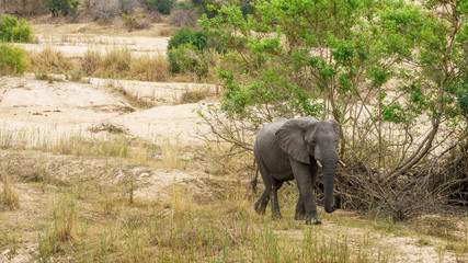 elephant in kruger national park, mpumalanga, south africa 13