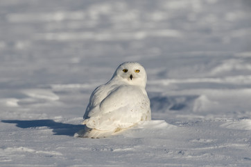 Snowy owl (Bubo scandiacus) male sitting in a sunny snow covered cornfield in winter in Ottawa, Canada